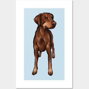 Chocolate and Tan Doberman Dog | Uncropped Natural Ears Posters and Art